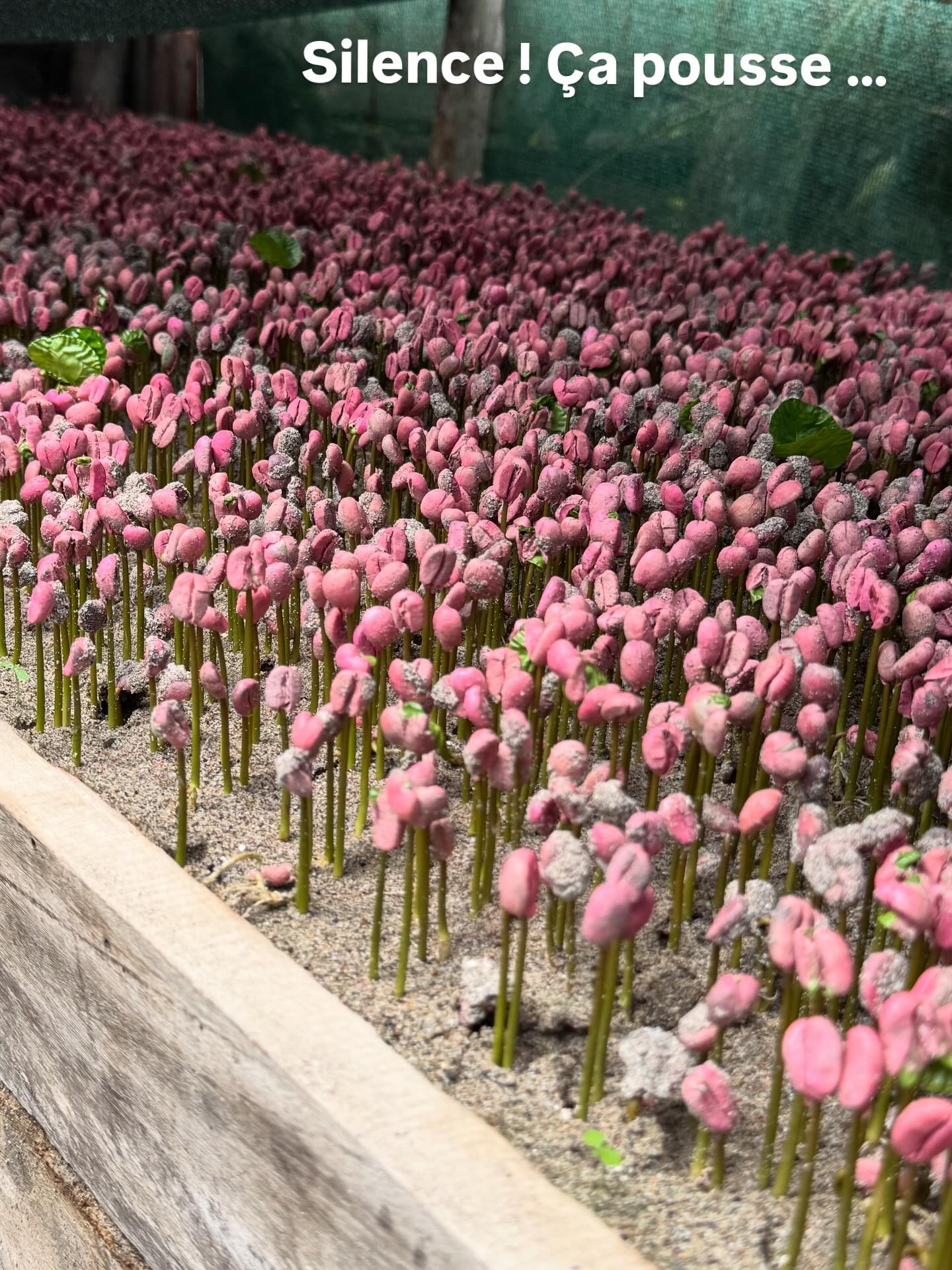 Lire la suite à propos de l’article Bientôt nos propres grains !